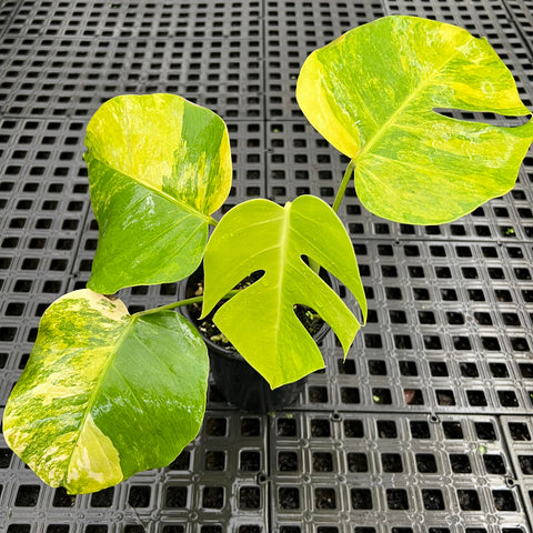 Monstera deliciosa 'áurea variegata'