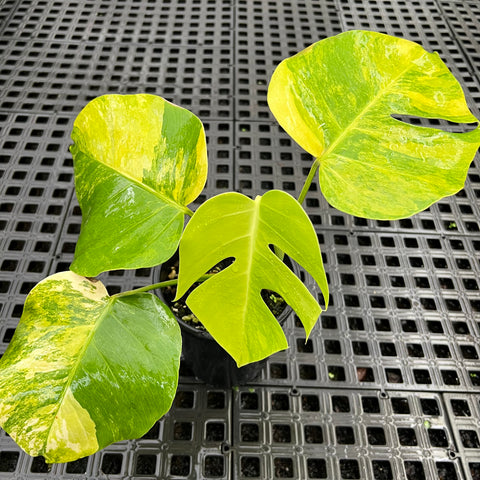 Monstera deliciosa 'áurea variegata'