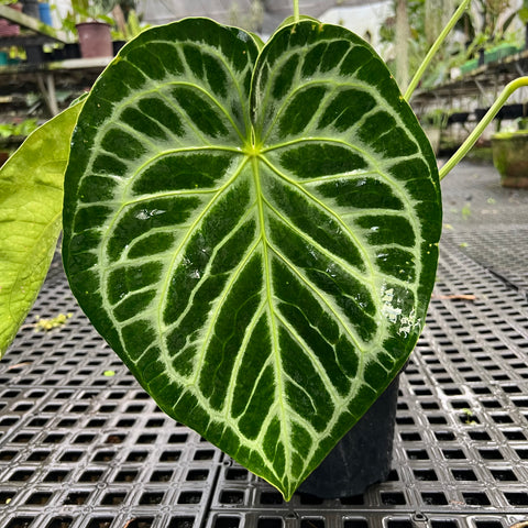 Anthurium Botanic