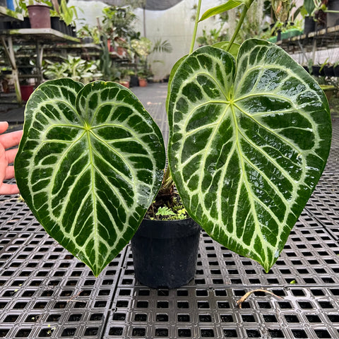 Anthurium Botanic