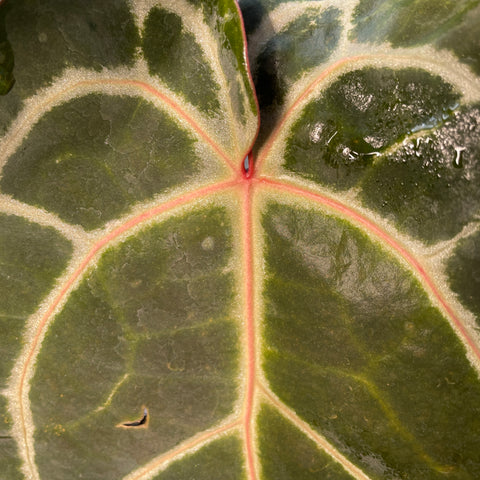 Anthurium Botanic - variação 05