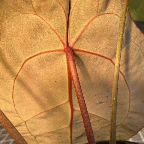 Anthurium Botanic - variação 05