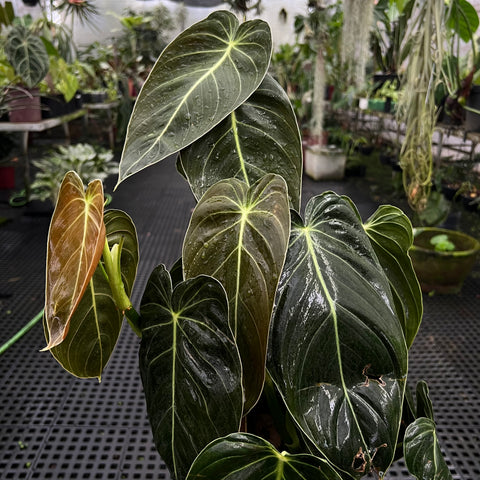 Philodendron melanochrysum 'GRANDE' no tutor