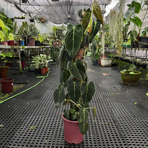 Philodendron melanochrysum 'GRANDE' no tutor