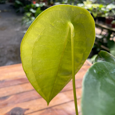 Anthurium peltigerum