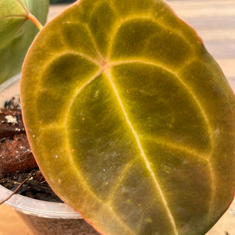 Anthurium Forguetii 'Dark Form'