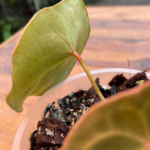 Anthurium Forguetii 'Dark Form'