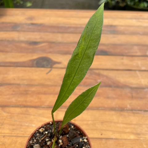 Anthurium gladiifolium