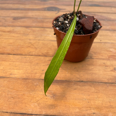 Anthurium gladiifolium