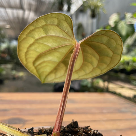 Anthurium Luxurians