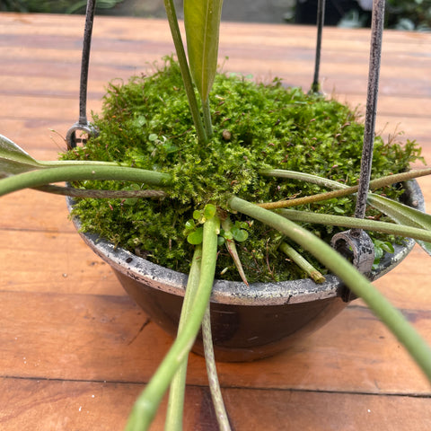 Anthurium vittarifolium 'variegata'