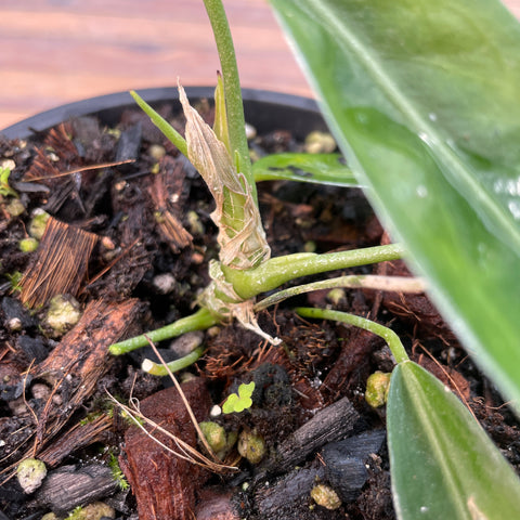 Anthurium pallidiflorum