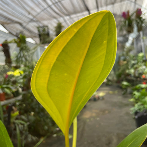 anthurium ovatifolium Anthurium Ovatifolium – Entre Raízes Botânica