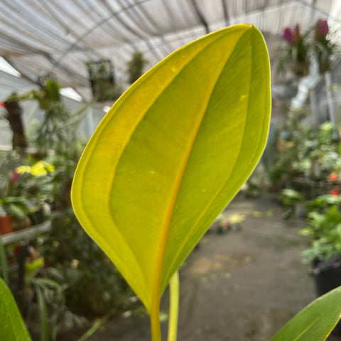 Anthurium Ovatifolium