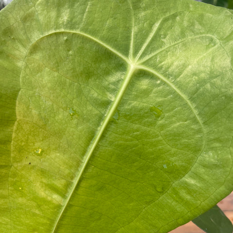 Anthurium sp. Peltado Brasil (Anthurium kollmanii) - pequeno