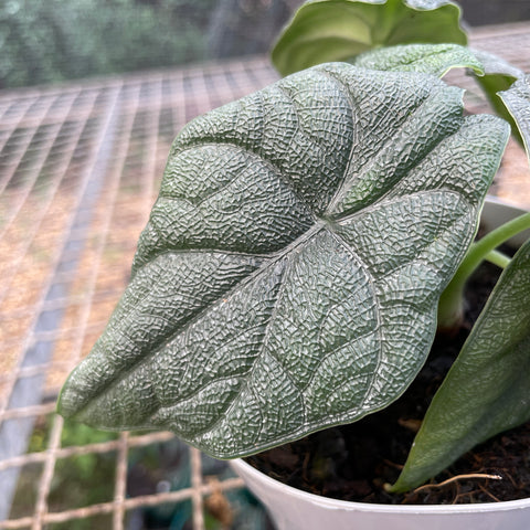 Alocasia melo 'Rhino Skin'