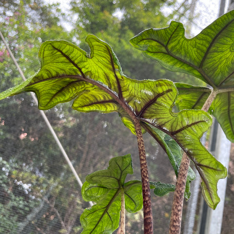 Alocasia Tandurusa 'Jacklyn'