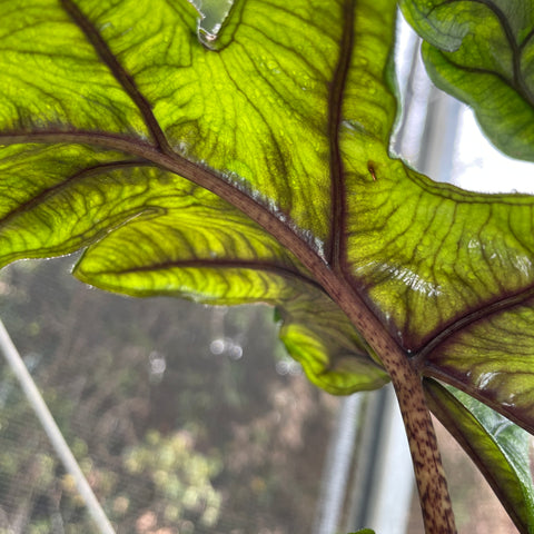 Alocasia Tandurusa 'Jacklyn'