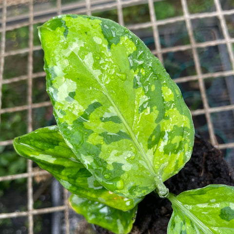 Aglaonema pictum 'tricolor'