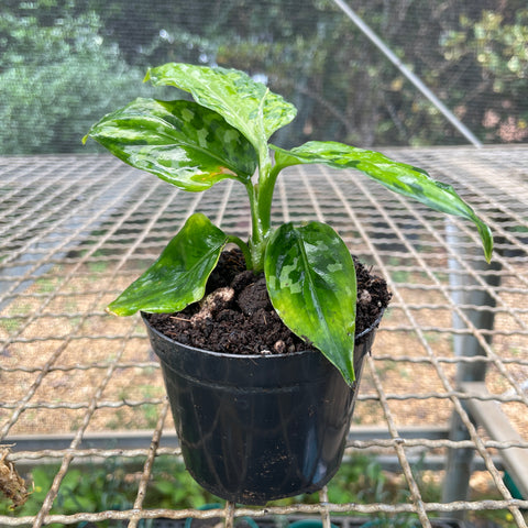 Aglaonema pictum 'tricolor'