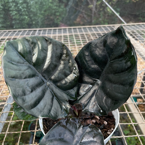 Alocasia Infernalis