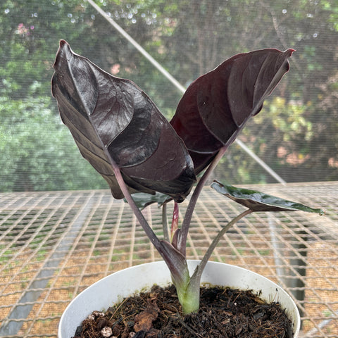 Alocasia Infernalis