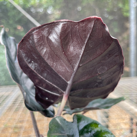Alocasia Infernalis