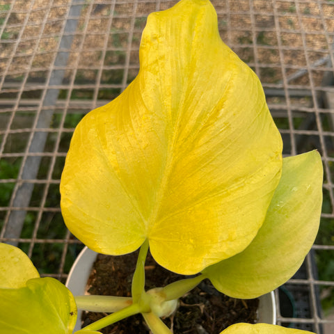 Philodendron warscewiczii 'aurea' - PEQUENA