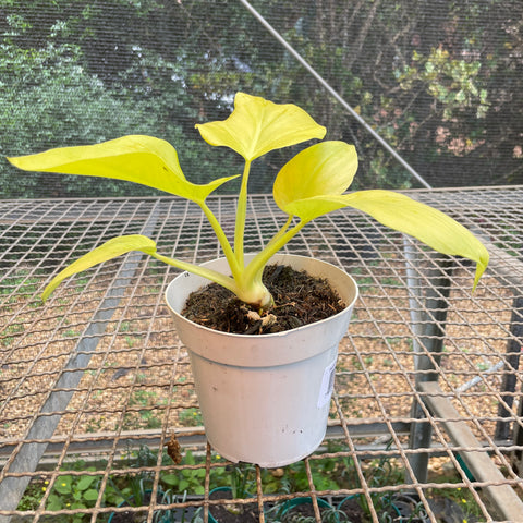 Philodendron warscewiczii 'aurea' - PEQUENA