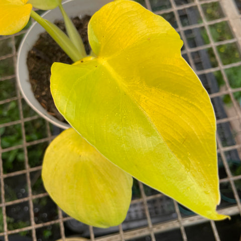 Philodendron warscewiczii 'aurea' - PEQUENA
