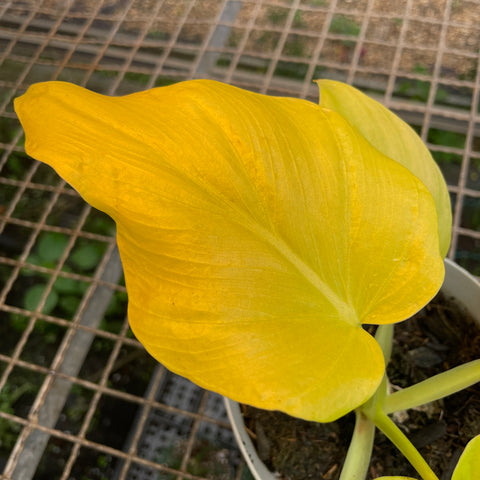 Philodendron warscewiczii 'aurea' - PEQUENA