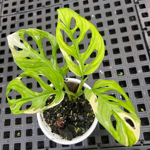 Monstera adansonii variegata
