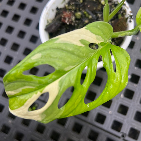 Monstera adansonii variegata