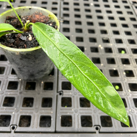 Anthurium vittarifolium
