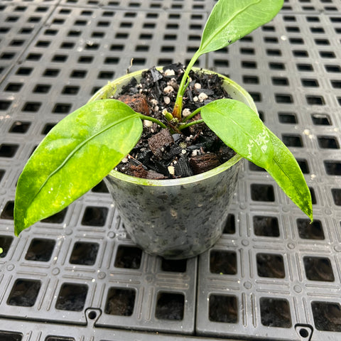 Anthurium vittarifolium