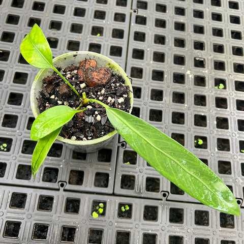 Anthurium vittarifolium