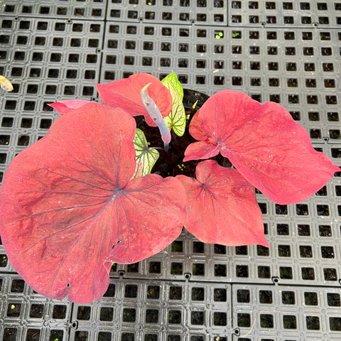 Caladium Especial 01