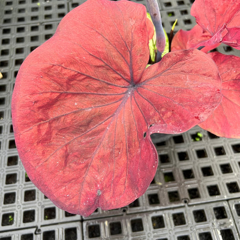 Caladium Especial 01