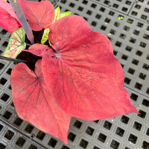 Caladium Especial 01