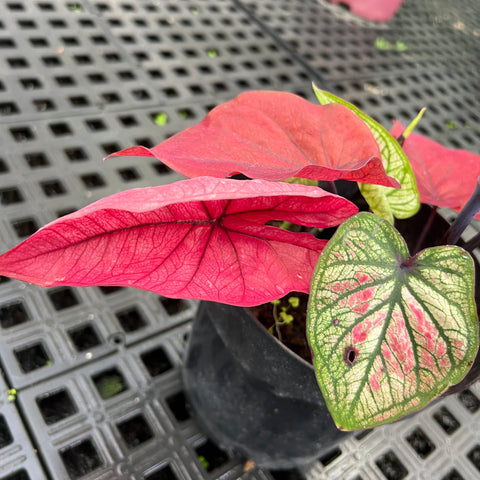 Caladium Especial 01