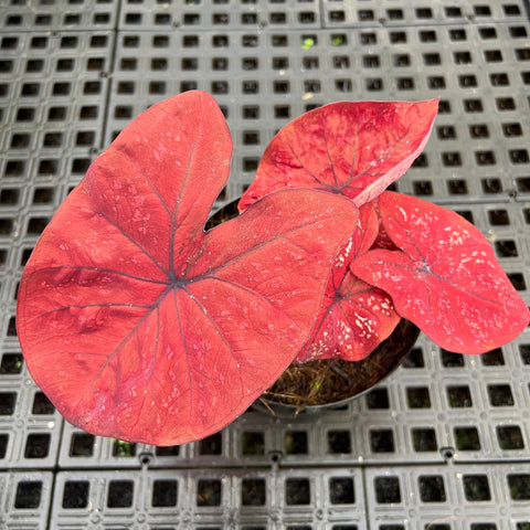 Caladium Poa Vermelho