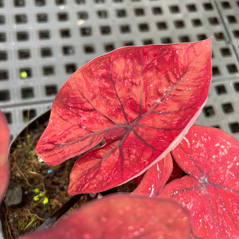 Caladium Poa Vermelho