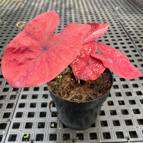 Caladium Poa Vermelho
