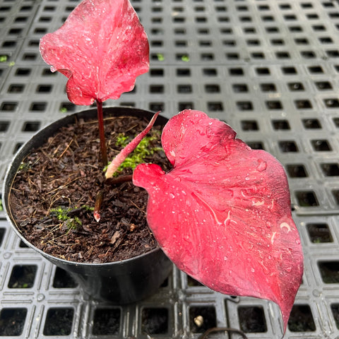 Caladium Lança - 01