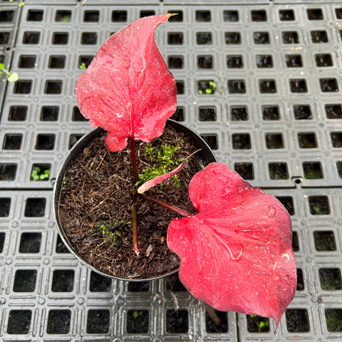 Caladium Lança - 01