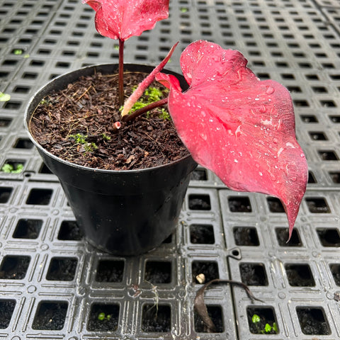 Caladium Lança - 01