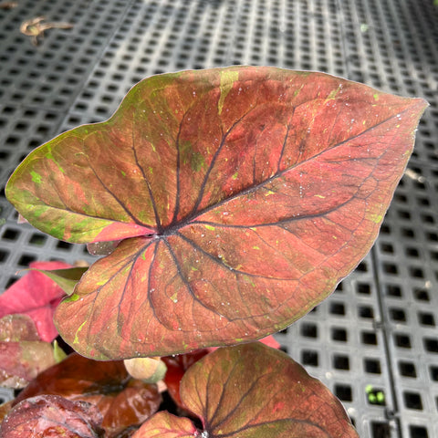 Caladium Especial 02