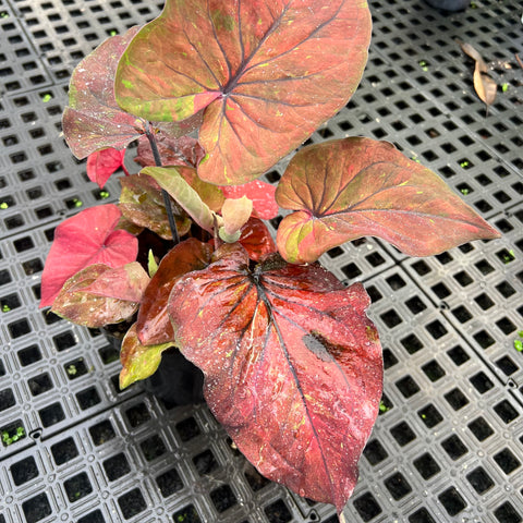 Caladium Especial 02