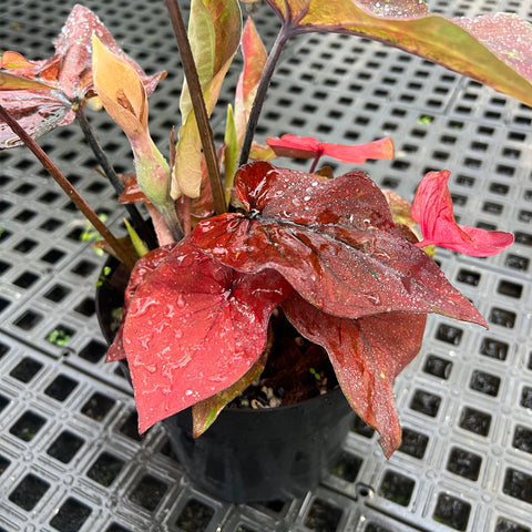 Caladium Especial 02