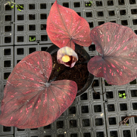 Caladium 'Dark Choco'